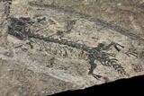 Two Discosauriscus (Permian Reptiliomorph) - Czech Republic - #129657-1